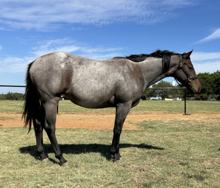 HorseID: 2295950 Radically Sultry - PhotoID: 1088526