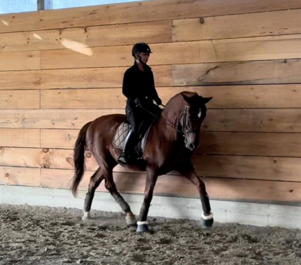 HorseID: 2296037 Mercurio MC - PhotoID: 1076072