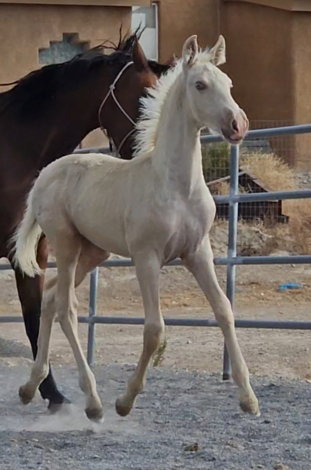 HorseID: 2296115 Zattanna - PhotoID: 1088767