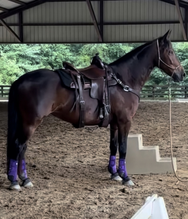 HorseID: 2296470 Starfires Ara - PhotoID: 1088889