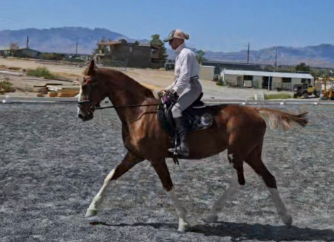 HorseID: 2296473 Necessity - PhotoID: 1088718