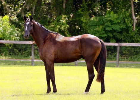 HorseID: 2296527 Pflashtanz RER - PhotoID: 1088327