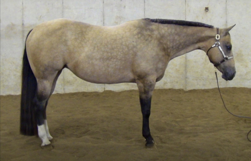 HorseID: 2296718 Suddens Tupelo Honey - PhotoID: 1087896