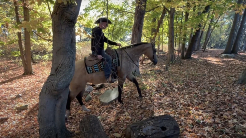 HorseID: 2296718 Suddens Tupelo Honey - PhotoID: 1087897