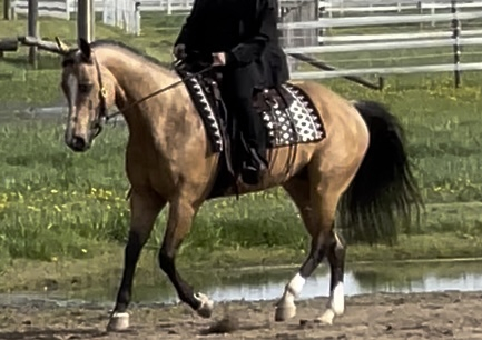 HorseID: 2296718 Suddens Tupelo Honey - PhotoID: 1087899