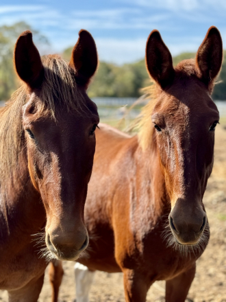 HorseID: 2296763 Bonded Mule Pair - PhotoID: 1089846