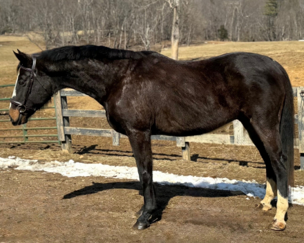 HorseID: 2297053 Bound to be Good - PhotoID: 1077434