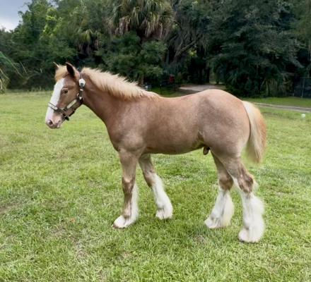 HorseID: 2297316 Belle Havens Ignited Dream - PhotoID: 1089757