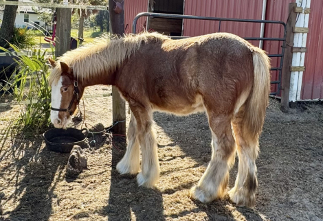 HorseID: 2297316 Belle Havens Ignited Dream - PhotoID: 1089758