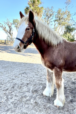 HorseID: 2297316 Belle Havens Ignited Dream - PhotoID: 1089759