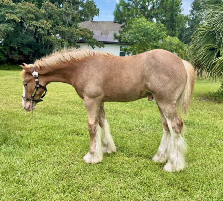 HorseID: 2297316 Belle Havens Ignited Dream - PhotoID: 1089760