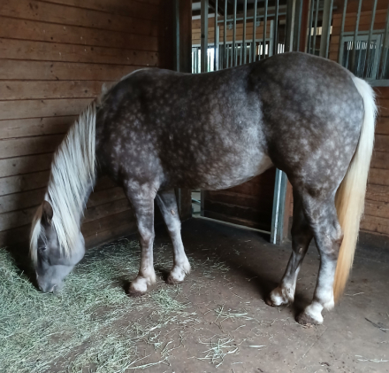 HorseID: 2297339 Whiskey's Silver Dream PRICE REDUCED UNTIL 12/21 - PhotoID: 1077828