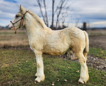 HorseID: 2297487 PFR Cuervo Silver Dunst - PhotoID: 1082928