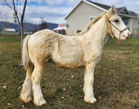 HorseID: 2297487 PFR Cuervo Silver Dunst - PhotoID: 1082929