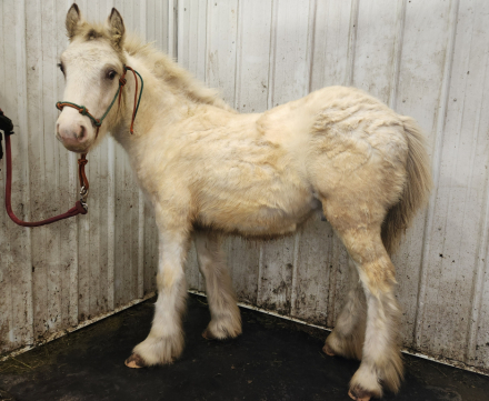 HorseID: 2297487 PFR Cuervo Silver Dunst - PhotoID: 1082931