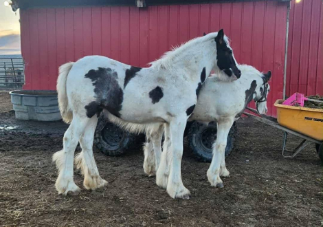 HorseID: 2297489 PFR Makers Marked Fate - PhotoID: 1088893