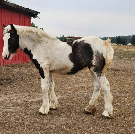 HorseID: 2297489 PFR Makers Marked Fate - PhotoID: 1088894