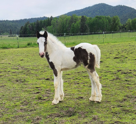 HorseID: 2297489 PFR Makers Marked Fate - PhotoID: 1088895