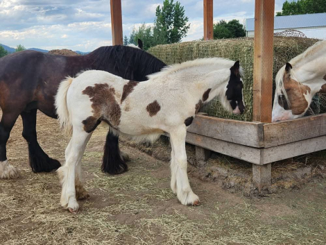 HorseID: 2297489 PFR Makers Marked Fate - PhotoID: 1088896