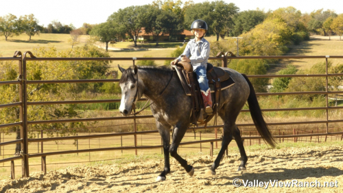 HorseID: 2297714 Roxy - PhotoID: 1078267