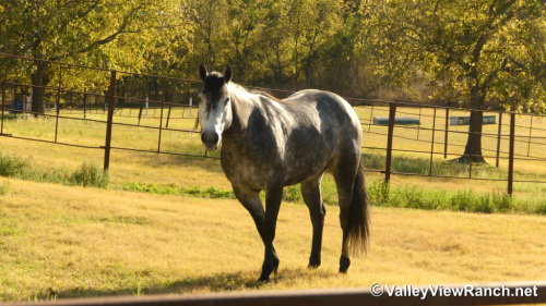 HorseID: 2297714 Roxy - PhotoID: 1078268