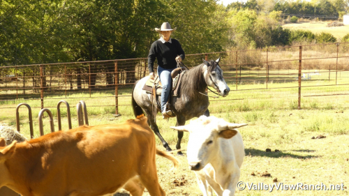 HorseID: 2297714 Roxy - PhotoID: 1078270