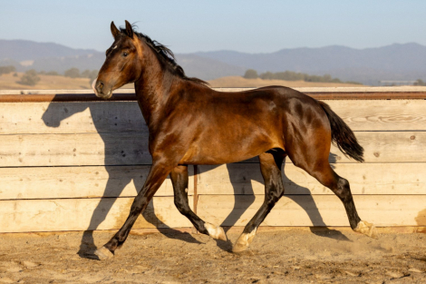 HorseID: 2297983 Arcturus - Bay Colt Warmblood Cross - PhotoID: 1088244