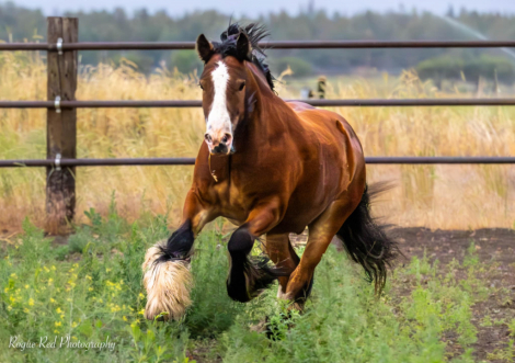 HorseID: 2298082 High Desert Fiery Pine - PhotoID: 1089293