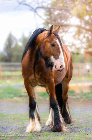 HorseID: 2298082 High Desert Fiery Pine - PhotoID: 1089294