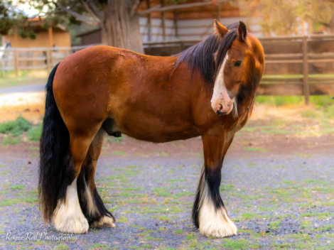 HorseID: 2298082 High Desert Fiery Pine - PhotoID: 1089295