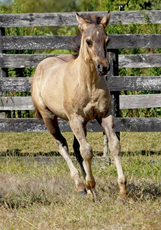 HorseID: 2298097 Ojos Brillantes CFK - PhotoID: 1078777