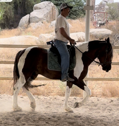 HorseID: 2298234 Gitano - PhotoID: 1078962