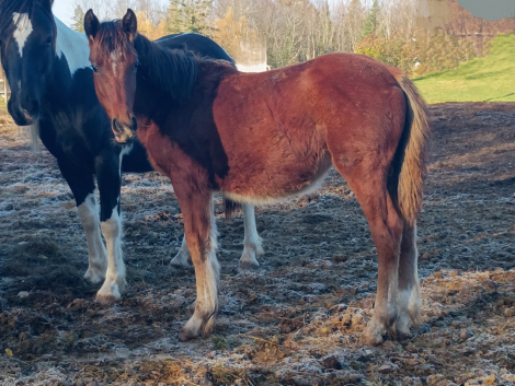 HorseID: 2298332 WRP Bay Berry Dreams - PhotoID: 1079075