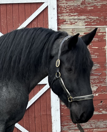 HorseID: 2298461 Dream - PhotoID: 1079267