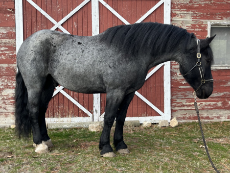 HorseID: 2298461 Dream - PhotoID: 1079268