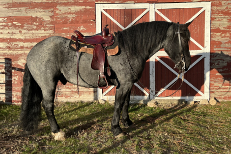 HorseID: 2298461 Dream - PhotoID: 1079269