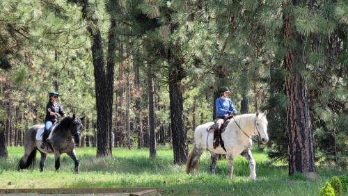 HorseID: 2298461 Dream - PhotoID: 1079270