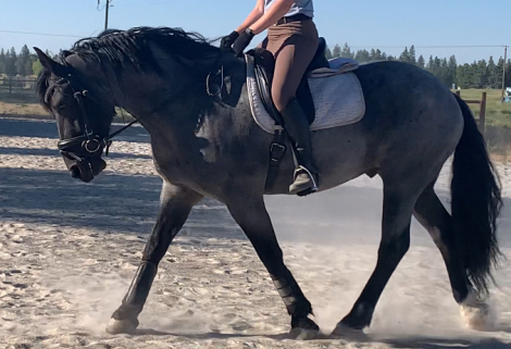 HorseID: 2298461 Dream - PhotoID: 1090003