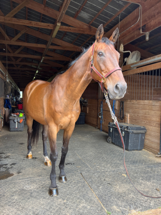 HorseID: 2298619 Atlantic Man - PhotoID: 1089242