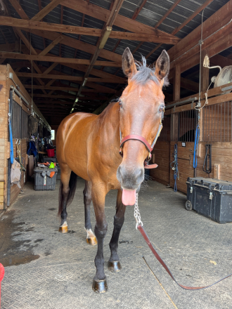 HorseID: 2298619 Atlantic Man - PhotoID: 1089243