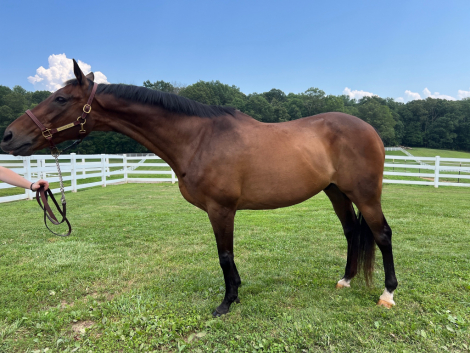 HorseID: 2298619 Atlantic Man - PhotoID: 1089244