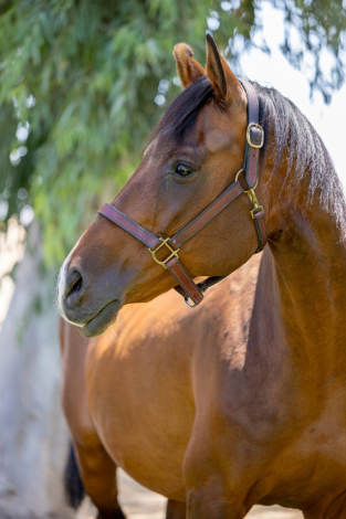 HorseID: 2298737 Heart of Gold Sofia 2007 Belgian Warmblood Mare - PhotoID: 1088249