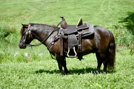 HorseID: 2299224 Hero - PhotoID: 1080311