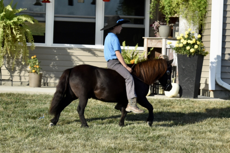 HorseID: 2299224 Hero - PhotoID: 1080312