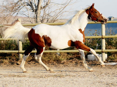 HorseID: 2299292 Blackshires Breandan - PhotoID: 1080460