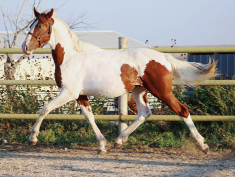 HorseID: 2299292 Blackshires Breandan - PhotoID: 1089492