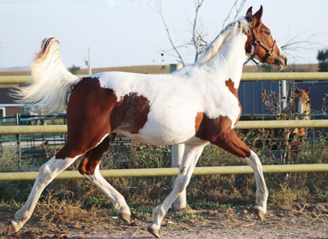 HorseID: 2299292 Blackshires Breandan - PhotoID: 1089493