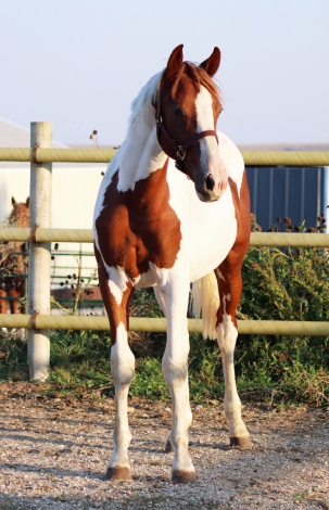 HorseID: 2299292 Blackshires Breandan - PhotoID: 1089494