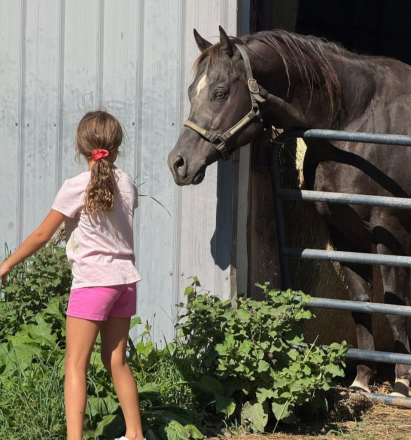 HorseID: 2299369 KNR Full Of Class - PhotoID: 1088798