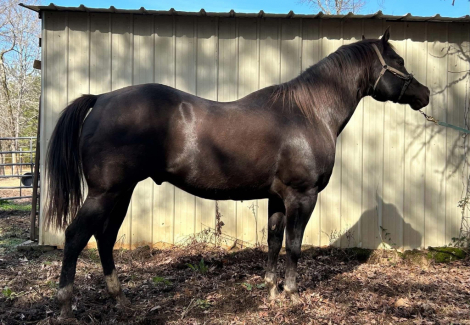 HorseID: 2299369 KNR Full Of Class - PhotoID: 1088799